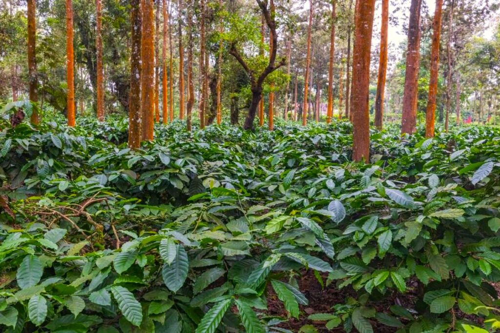 Best places to visit in Chikmagalur Karnataka